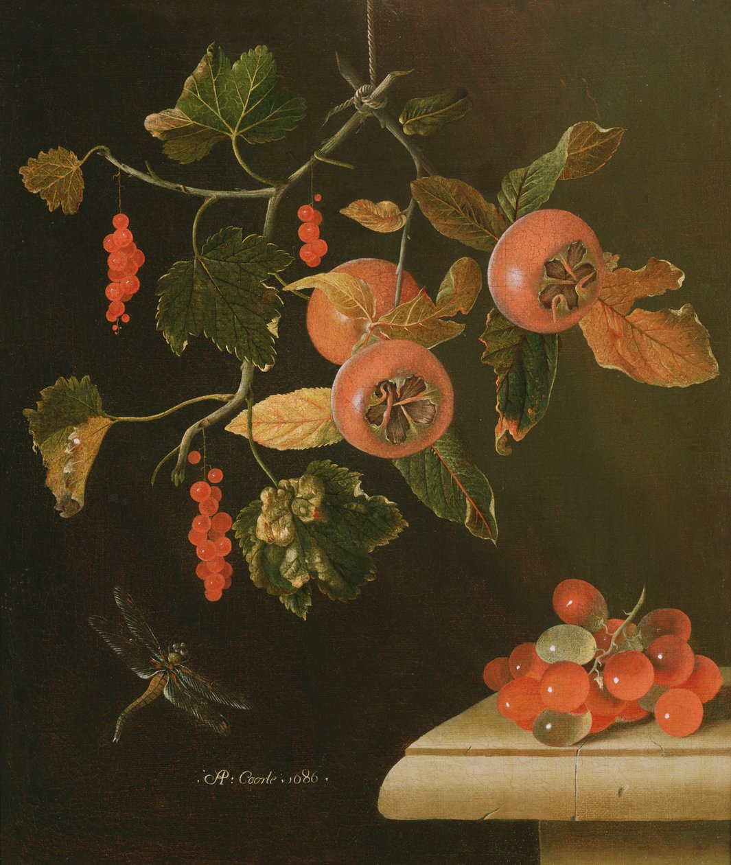 Stilleben af medlars, ribs, druer og en guldsmede, 1686 af Adrian Coorte