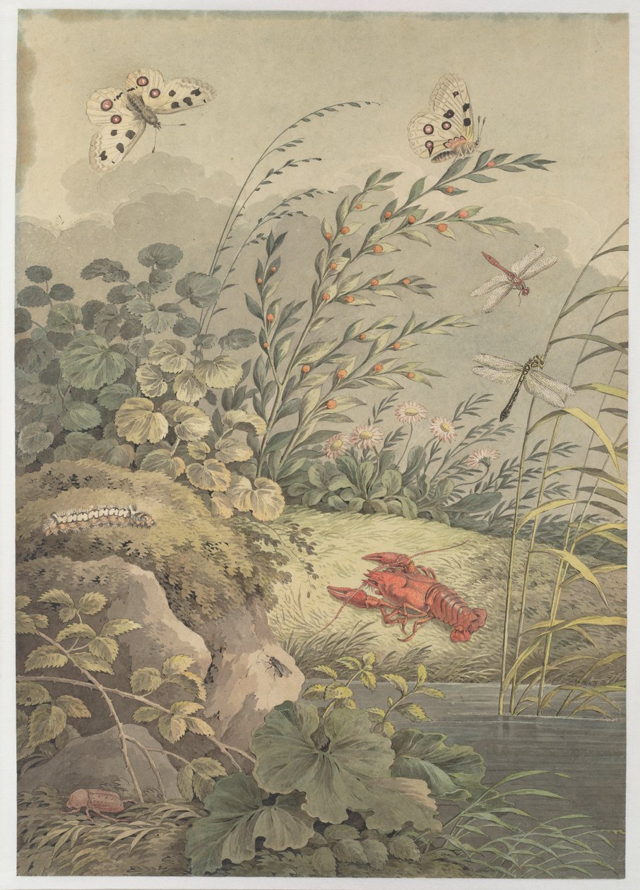 Stykke vand med krabber, sommerfugle, guldsmede og havtorn, ca. 1800. af Adrian Zingg