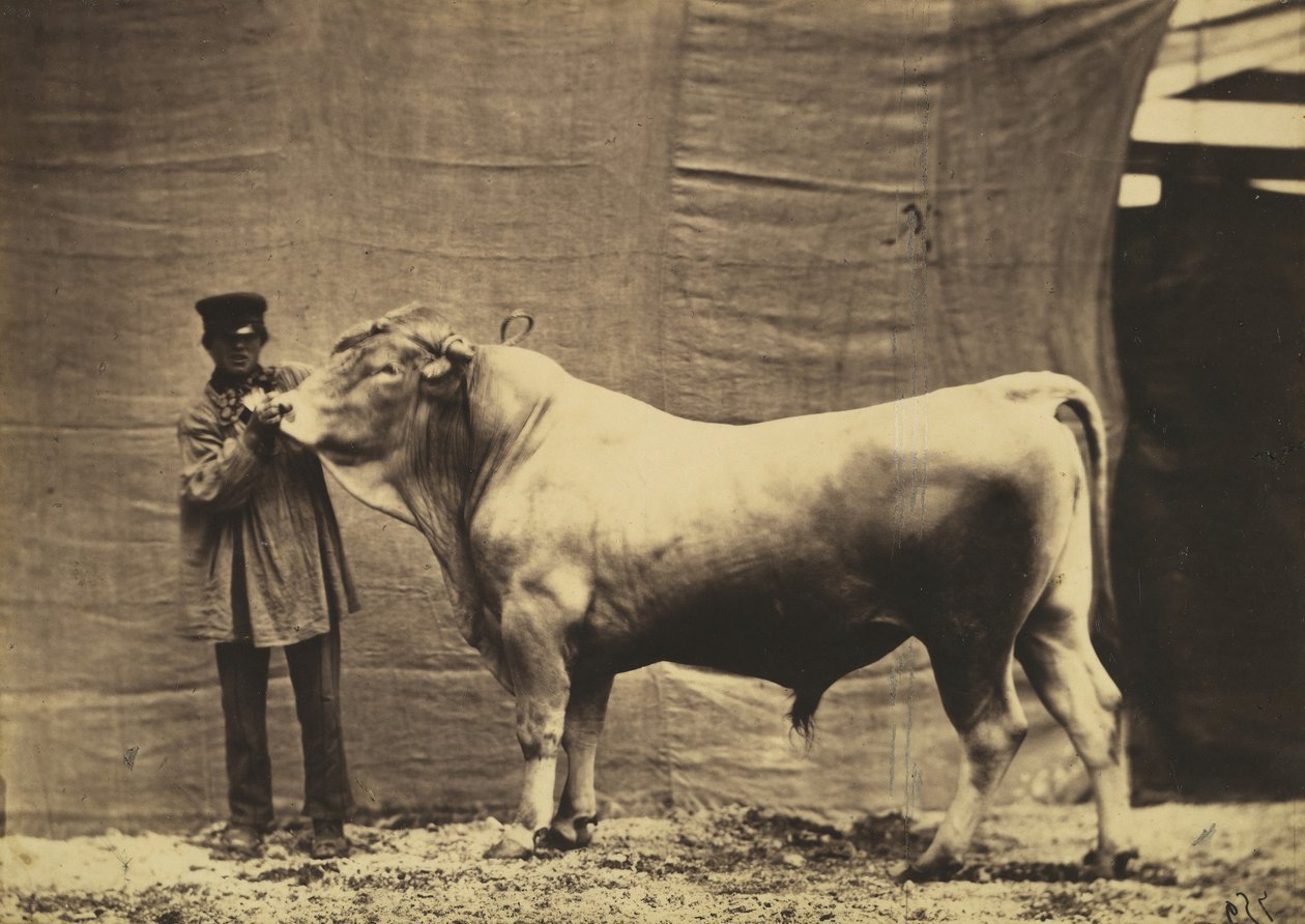[Tyr fra Glene, kanton Fribourg], af Adrien Alban Tournachon
