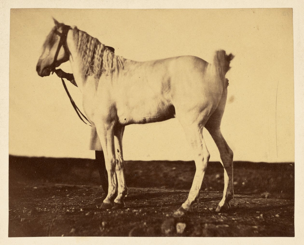 [Hest] af Adrien Alban Tournachon
