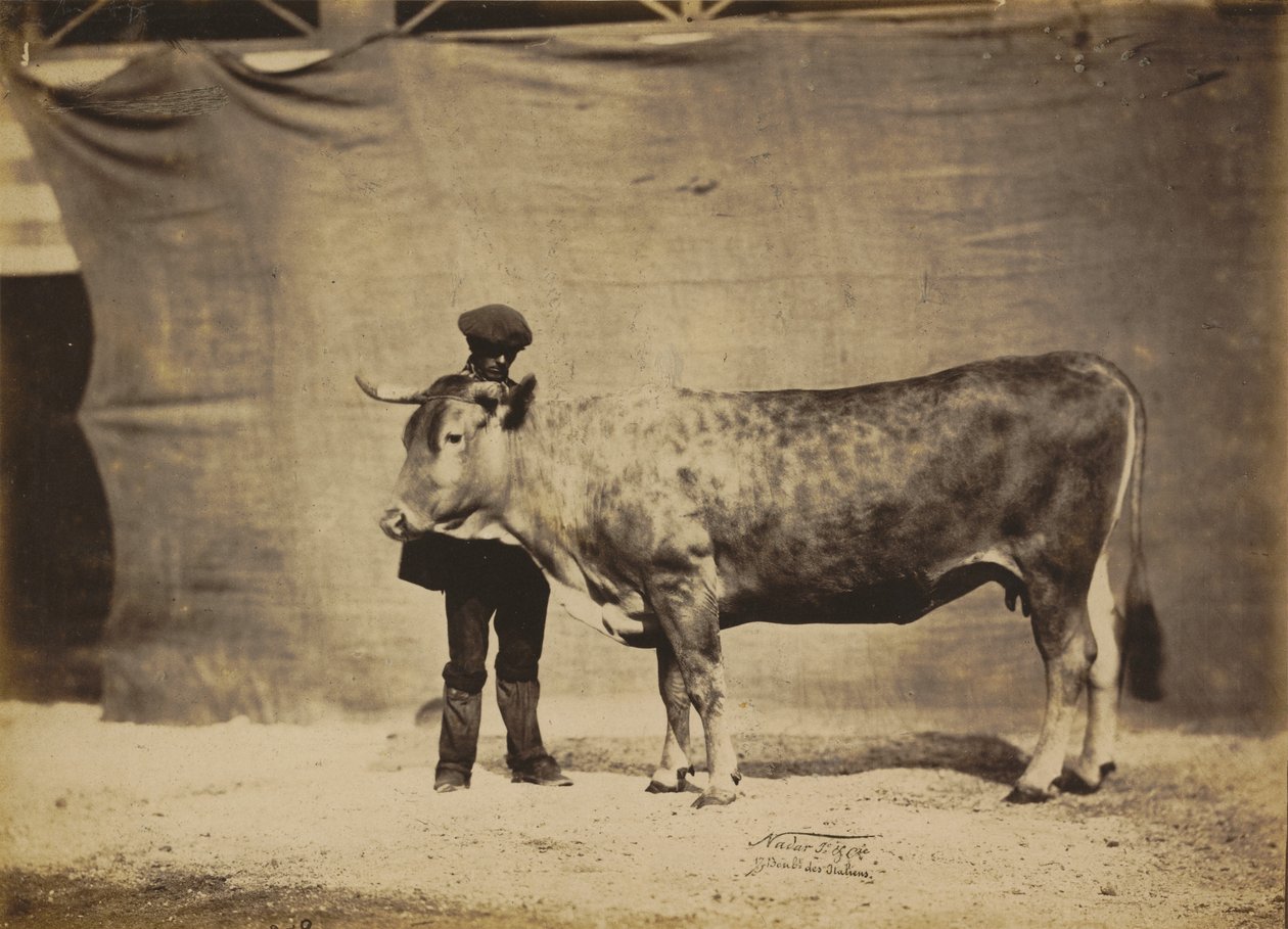 Garonnaise-ko, 5 til 6 år gammel, 1856. af Adrien Alban Tournachon