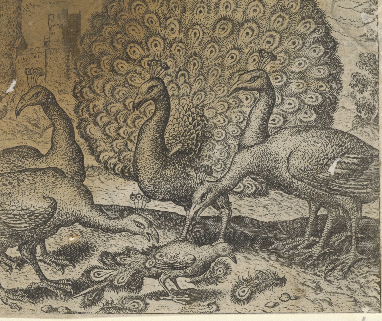 Fabel om Magpie med Påfuglefjerene af Egidius  Sadeler (II)