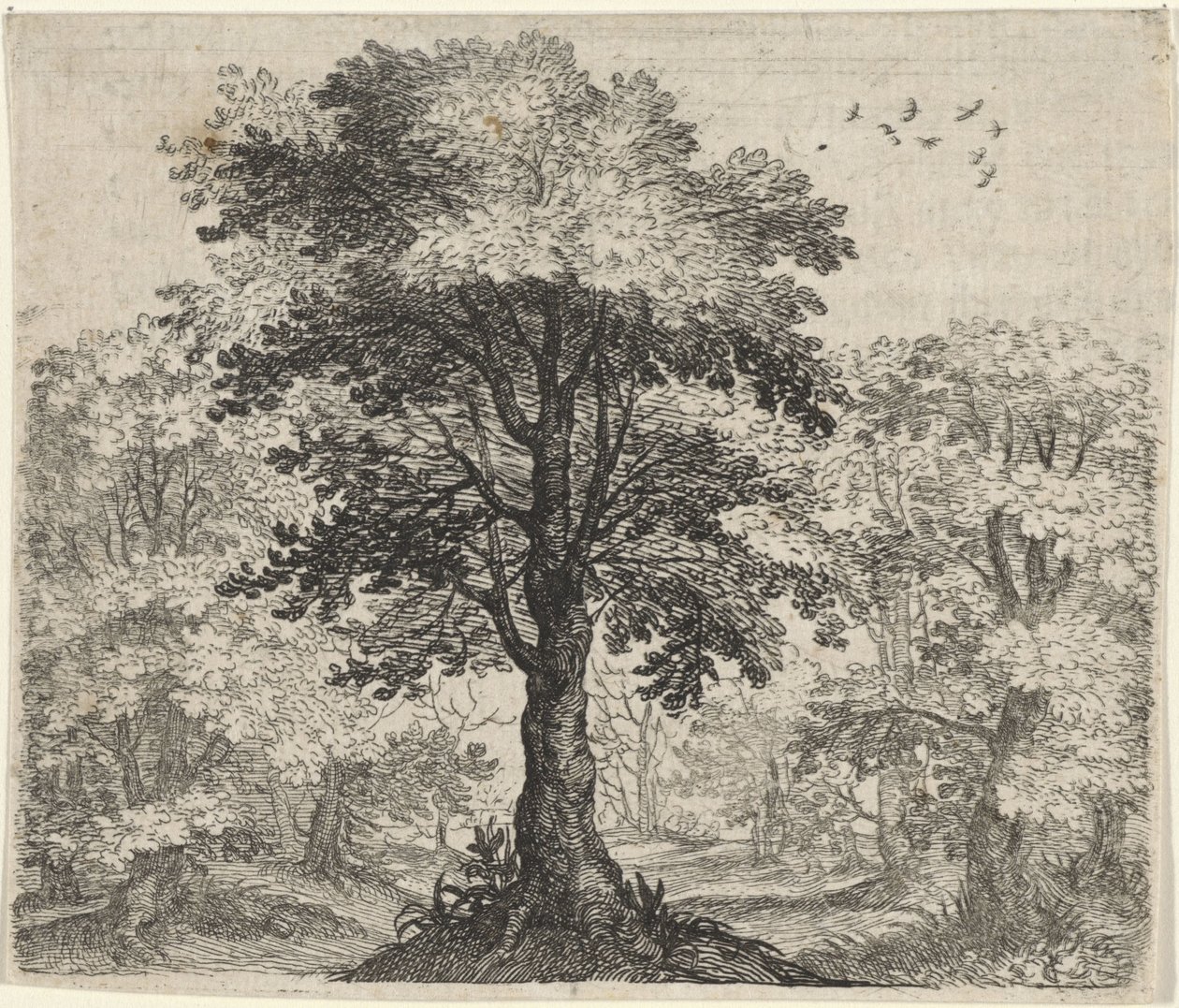 Fabel om Elm og Eg af Egidius  Sadeler (II)