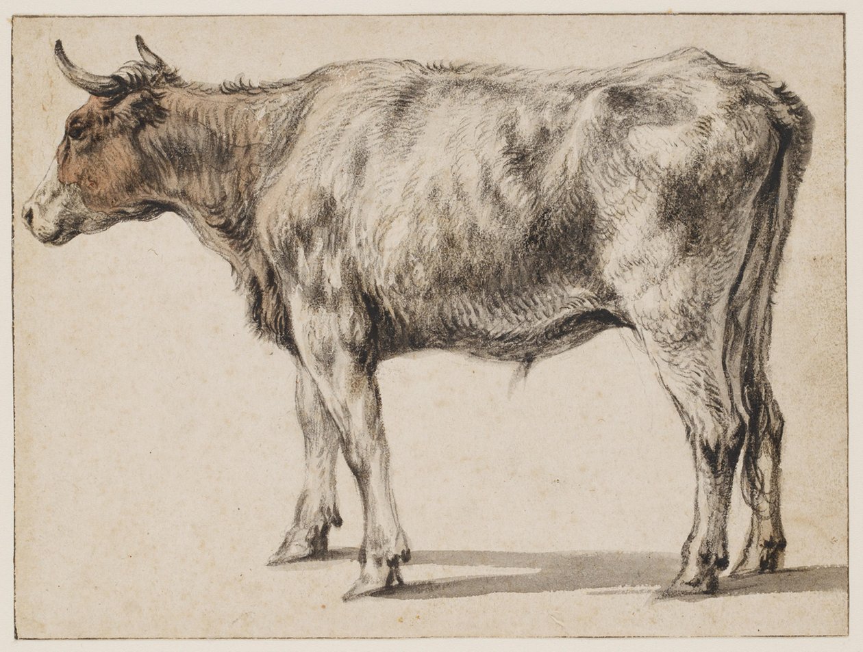 En stående ung tyr af Aelbert Cuyp