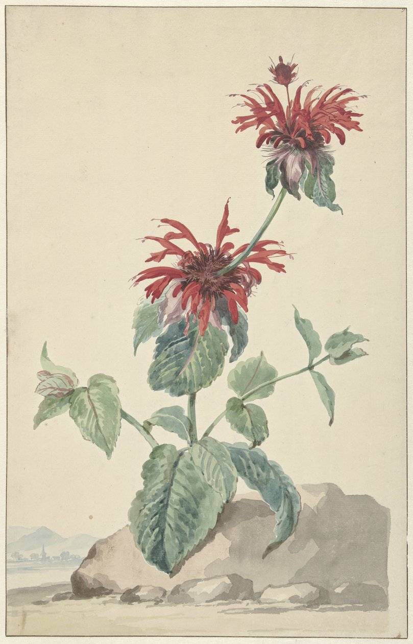 En rød bergamot i et landskab af Aert Schouman (circle of)