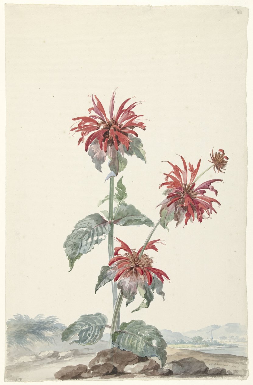 En rød bergamot i et landskab af Aert Schouman (signed by artist)