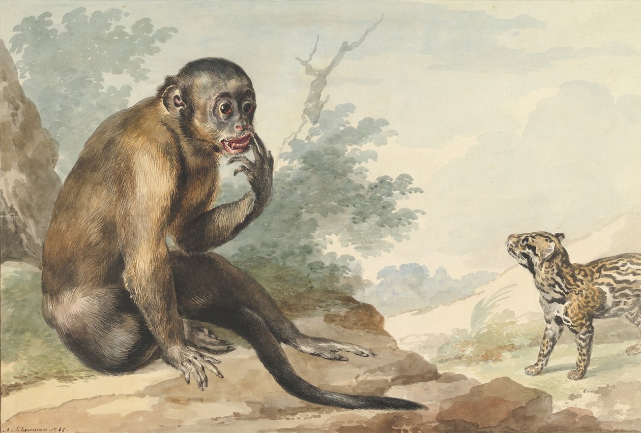 En abe, der sidder på en klippe og ser på en sivet, 1764. af Aert Schouman
