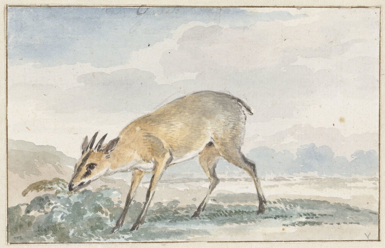 Perlehøns eller Sylvicapra Grimmia af Aert Schouman