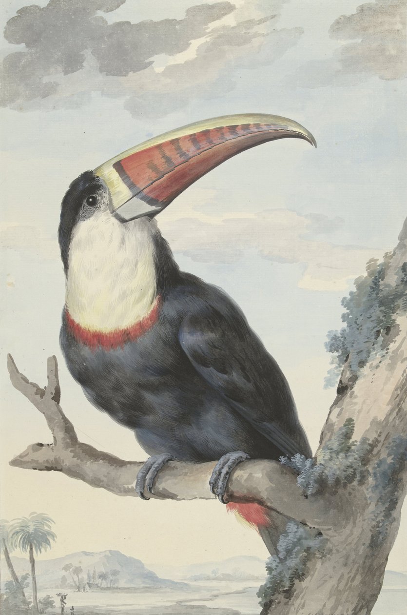 Rødnæbbet Tukan, 1748 af Aert Schouman
