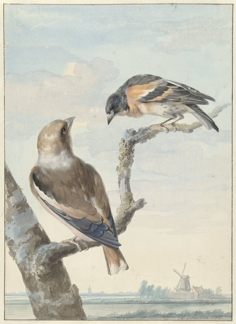 To fugle: en hvidfinke (Coccothraustes coccothraustes) og en hold (Fringilla montifringilla) af Aert Schouman