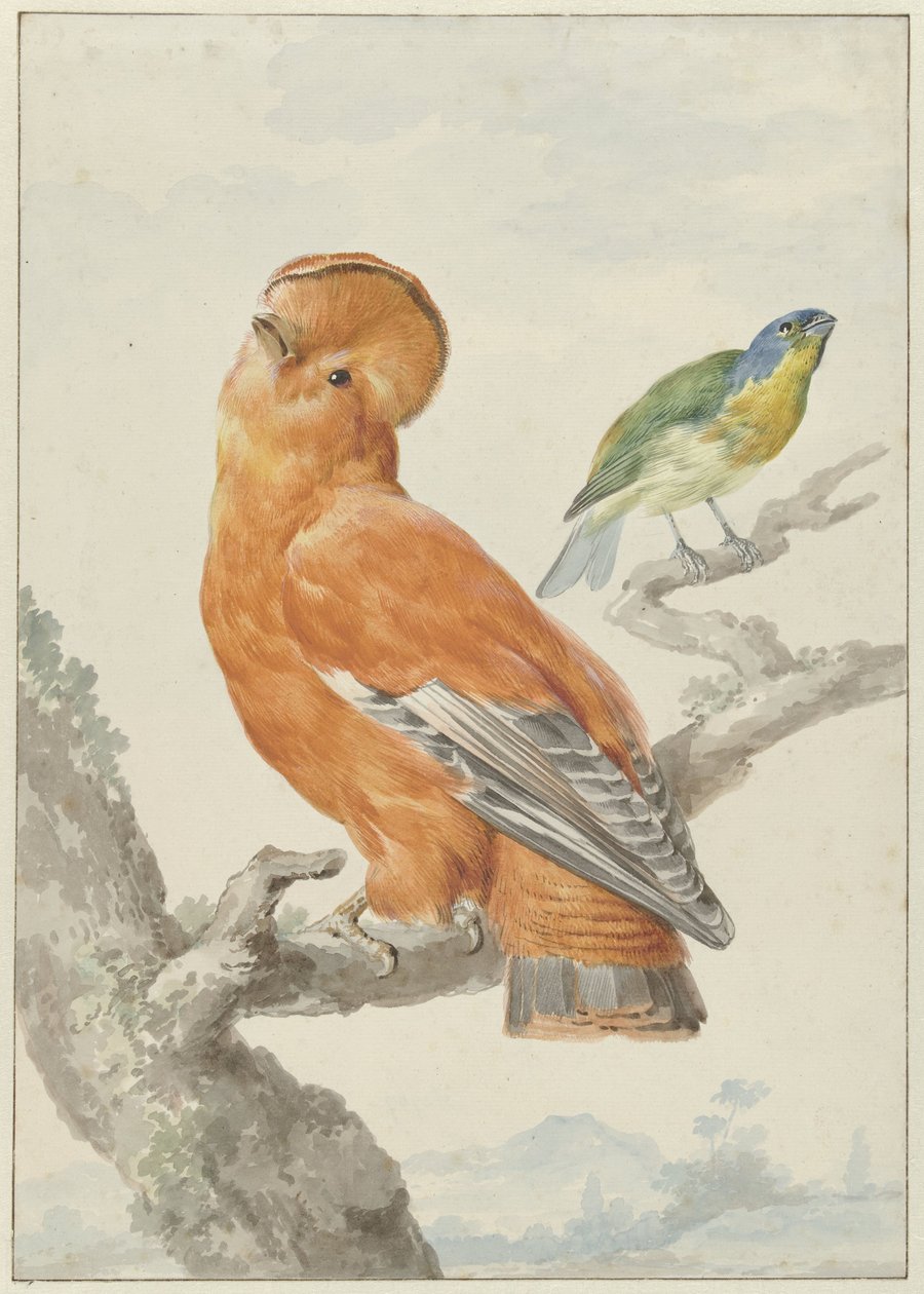 To eksotiske fugle To fugle: en orange klippehane (Rupicola rupicola) og en regnbuespurv (Passerina leclancherii) af Aert Schouman