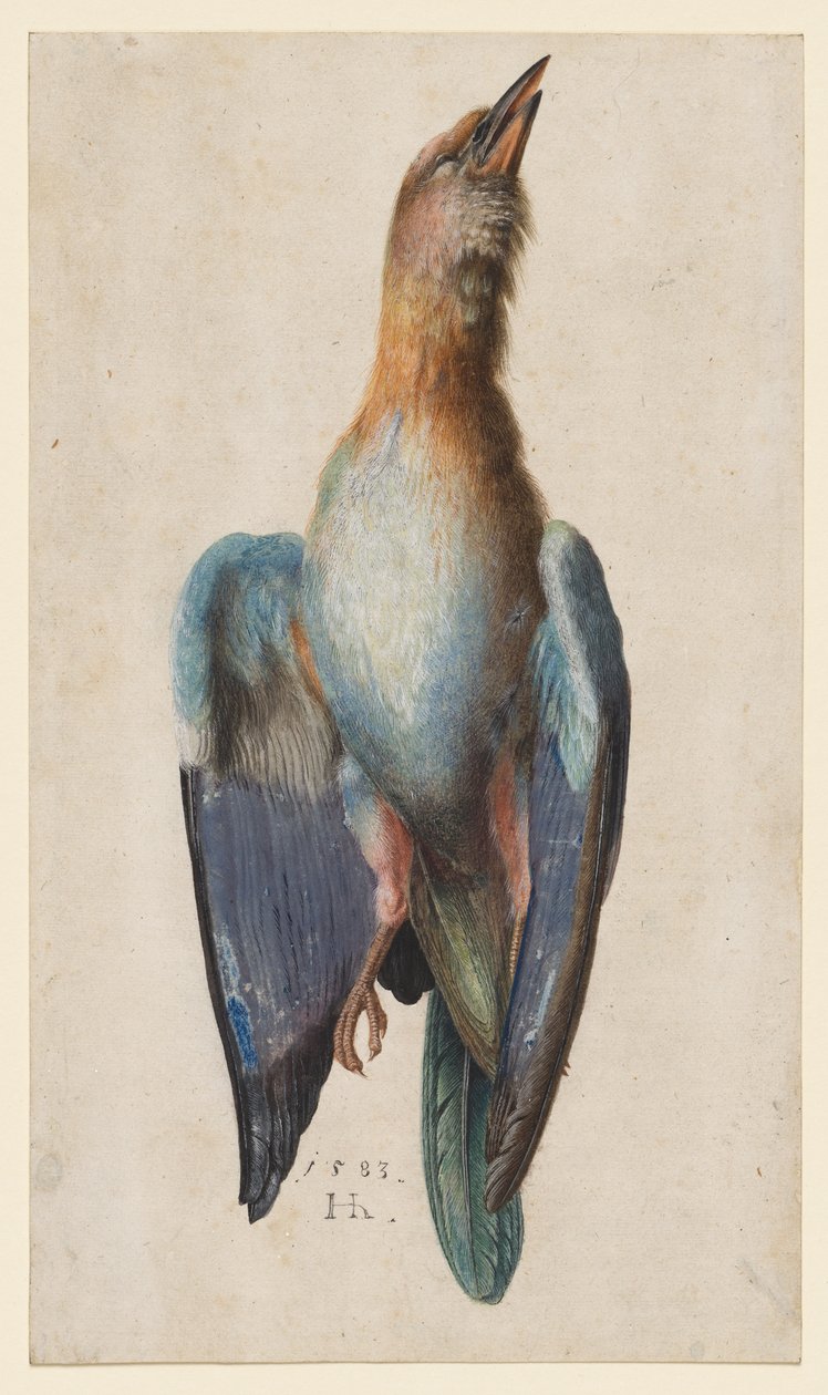 Dead Blue Roller af After Albrecht Dürer