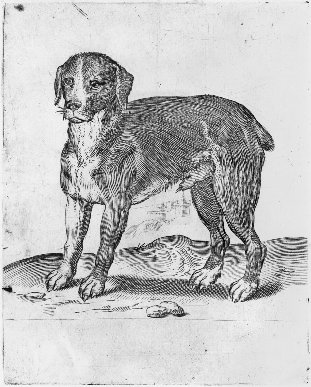 Hund af Agostino Carracci