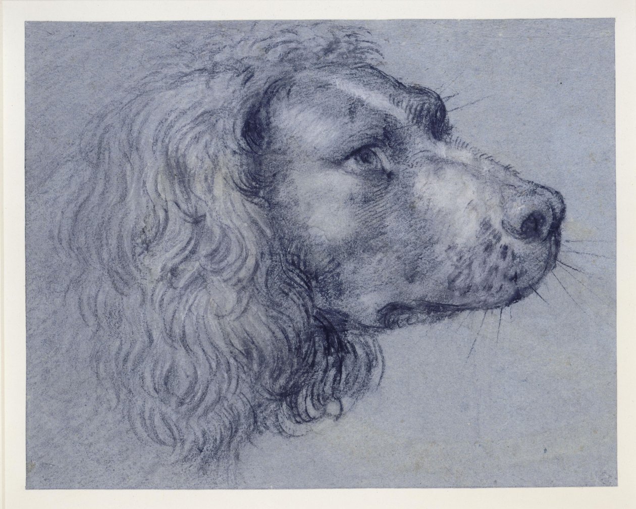 Hovedstudie af en spaniel af Agostino Carracci