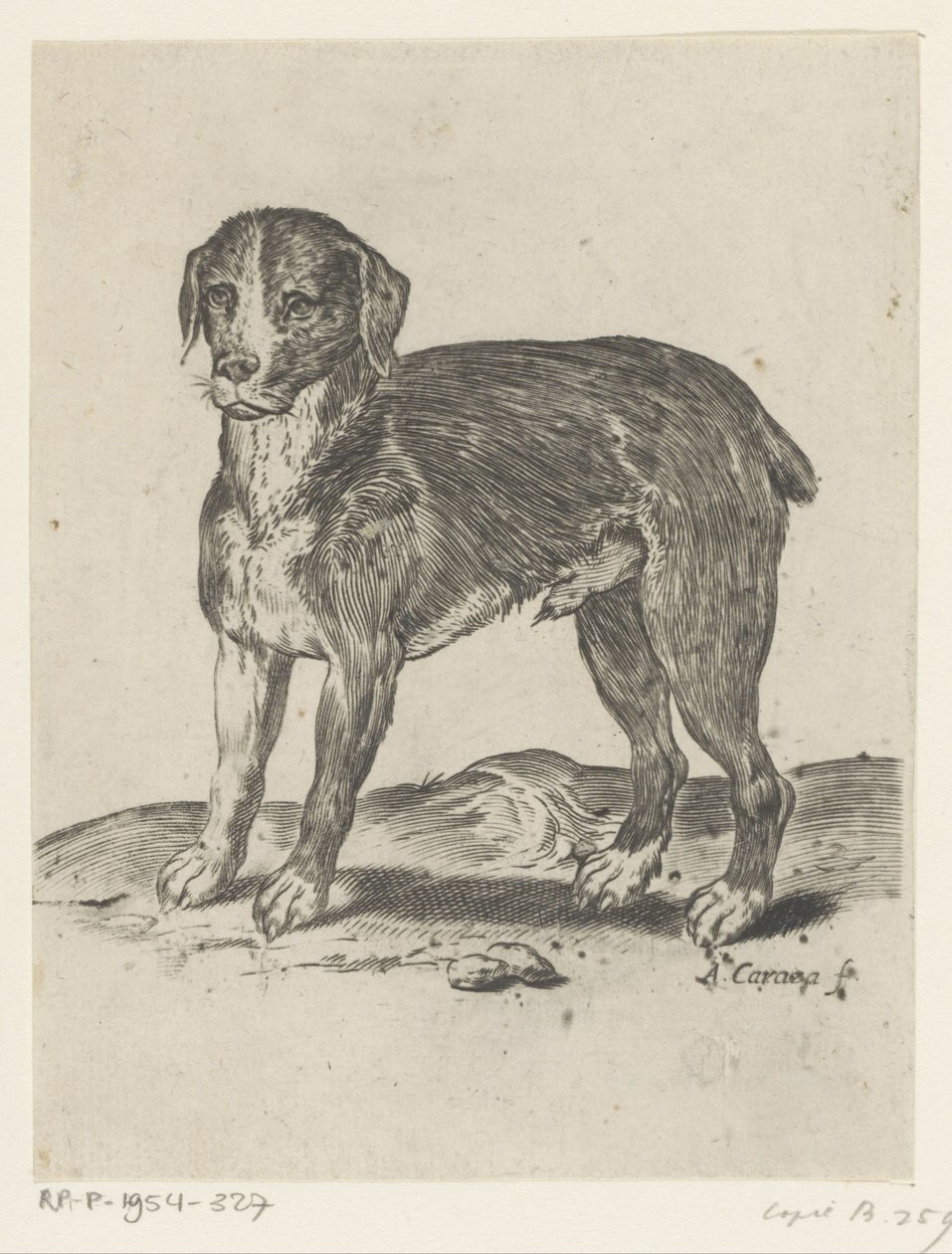 stående hund af Agostino Carracci