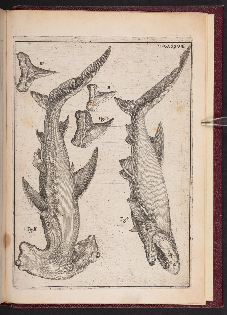"Kofisk", "Krykkefisk", "Krykkefiskens tænder", fra "Forfængelig spekulation desillusioneret af sanser. Responsivt brev om de forstenede marinelegemer, der findes forskellige terrestriske steder", tavle 28 af Agostino Scilla