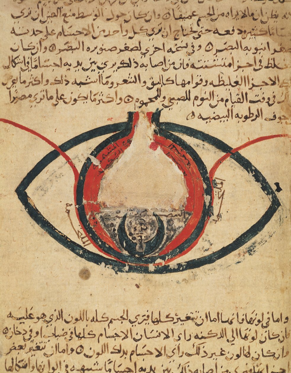 Anatomy of the Eye, fra en bog om øjensygdomme af Al Mutadibi