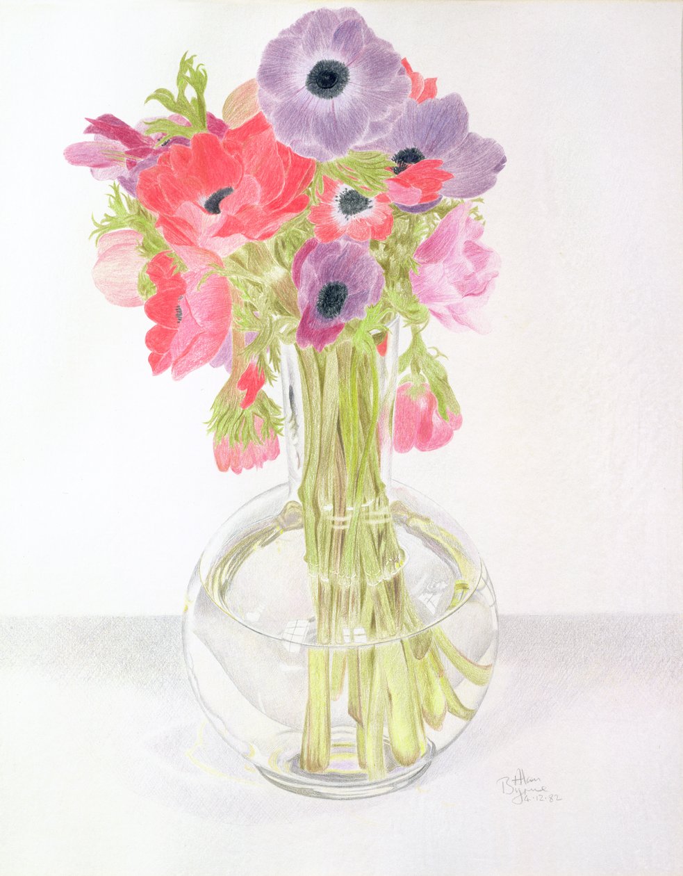 Anemonies, 1982 (farvet blyant på papir) af Alan Byrne