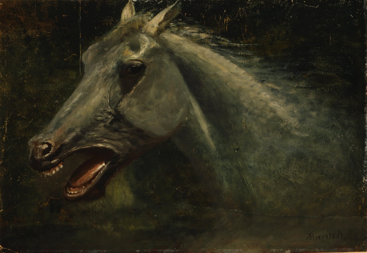 En vild hingst af Albert Bierstadt