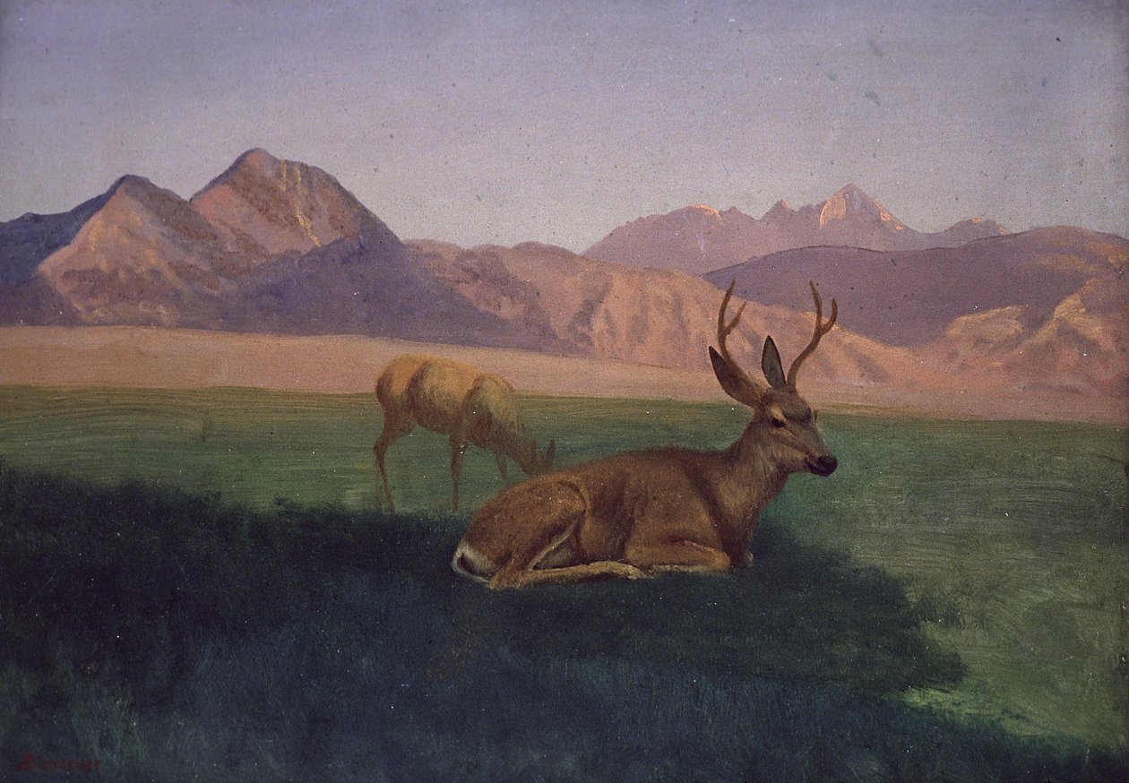 Hjort af Albert Bierstadt