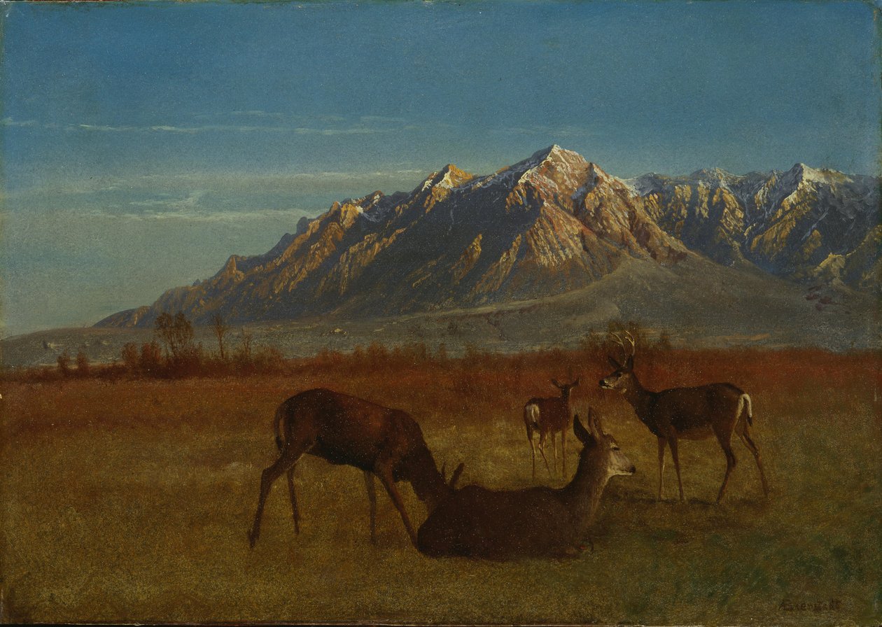 Rådyr i Mountain Home af Albert Bierstadt
