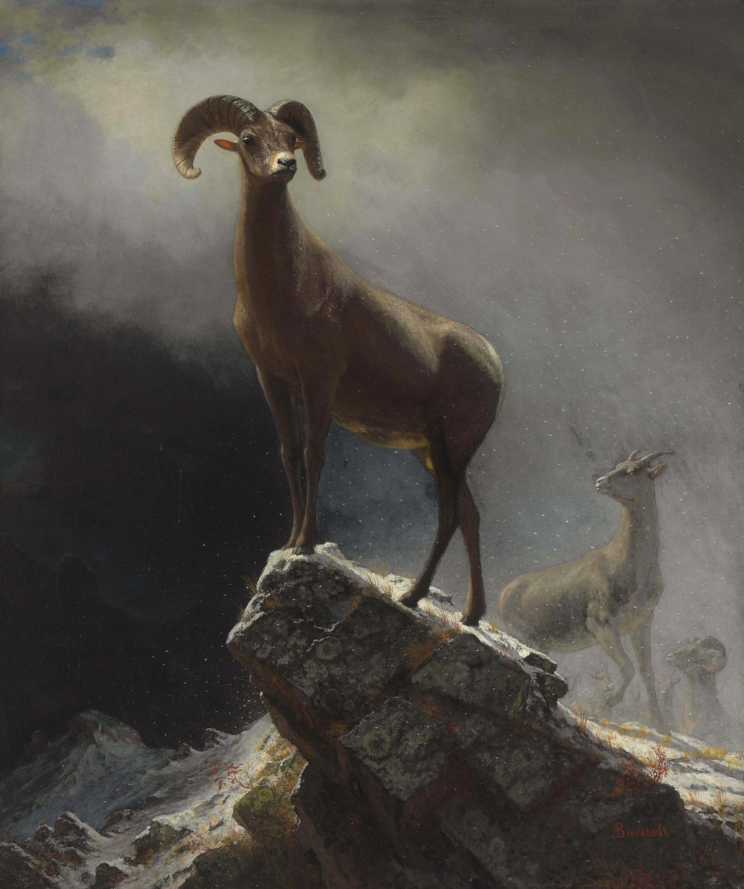 Rocky Mountain Sheep eller Big Horn, Ovis, Montana af Albert Bierstadt