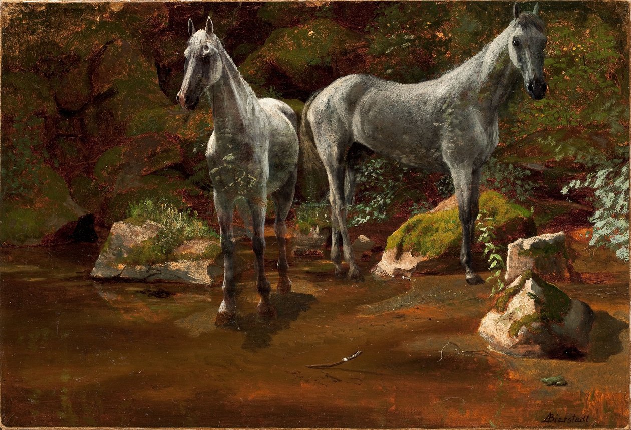 Studie af vilde heste af Albert Bierstadt