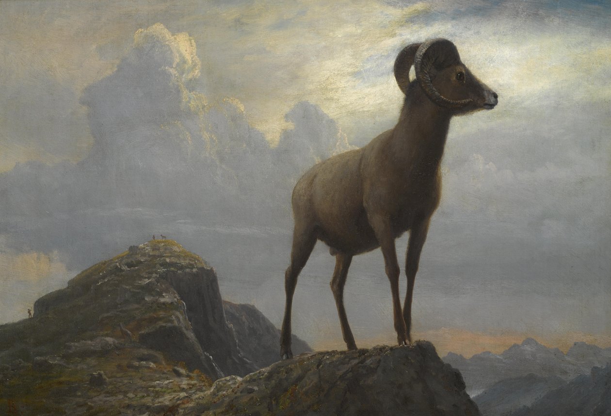 Undersøgelse af en Bighorn -vædder af Albert Bierstadt