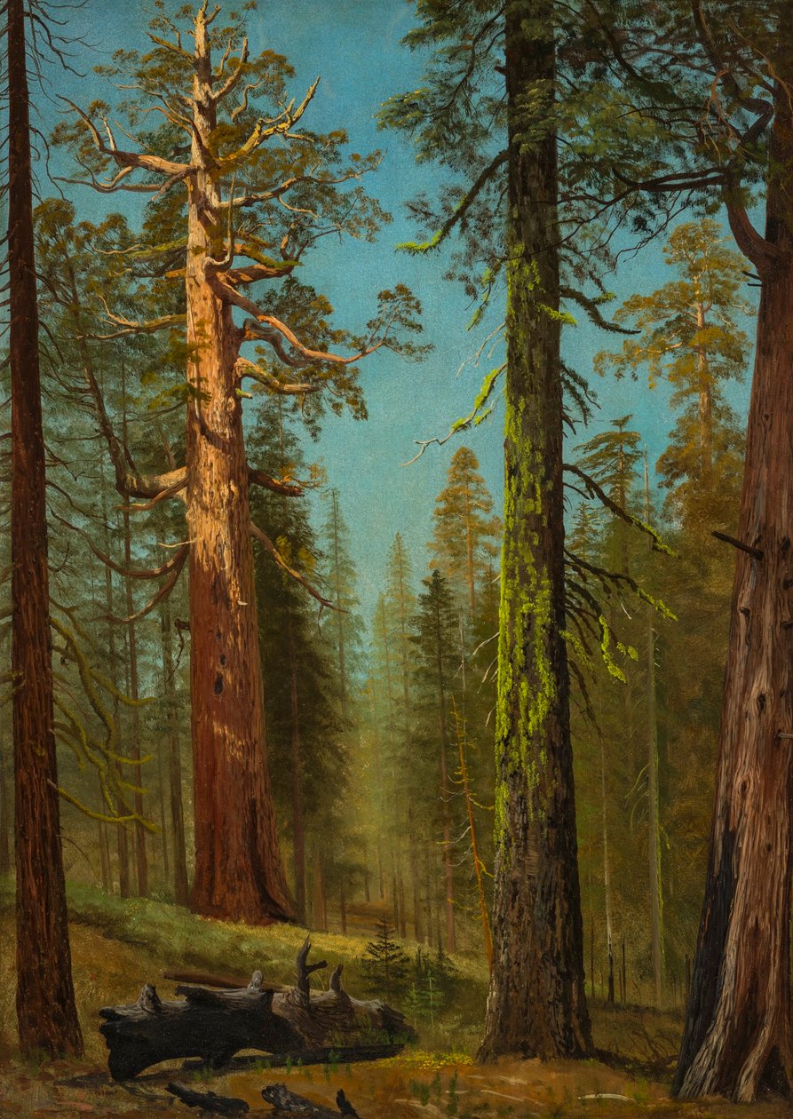 The Grizzly Giant Sequoia, Mariposa Grove, Californien af Albert Bierstadt
