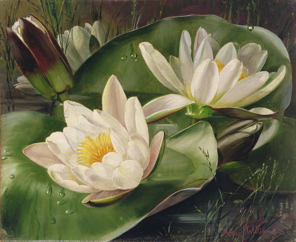 AB235 Vandliljer af Albert Williams