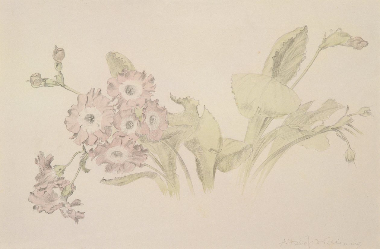 Auricula (wc & blyant på papir) af Albert Williams