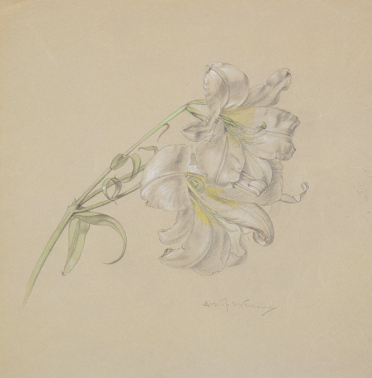 Lily (wc, kridt og blyant på papir) af Albert Williams