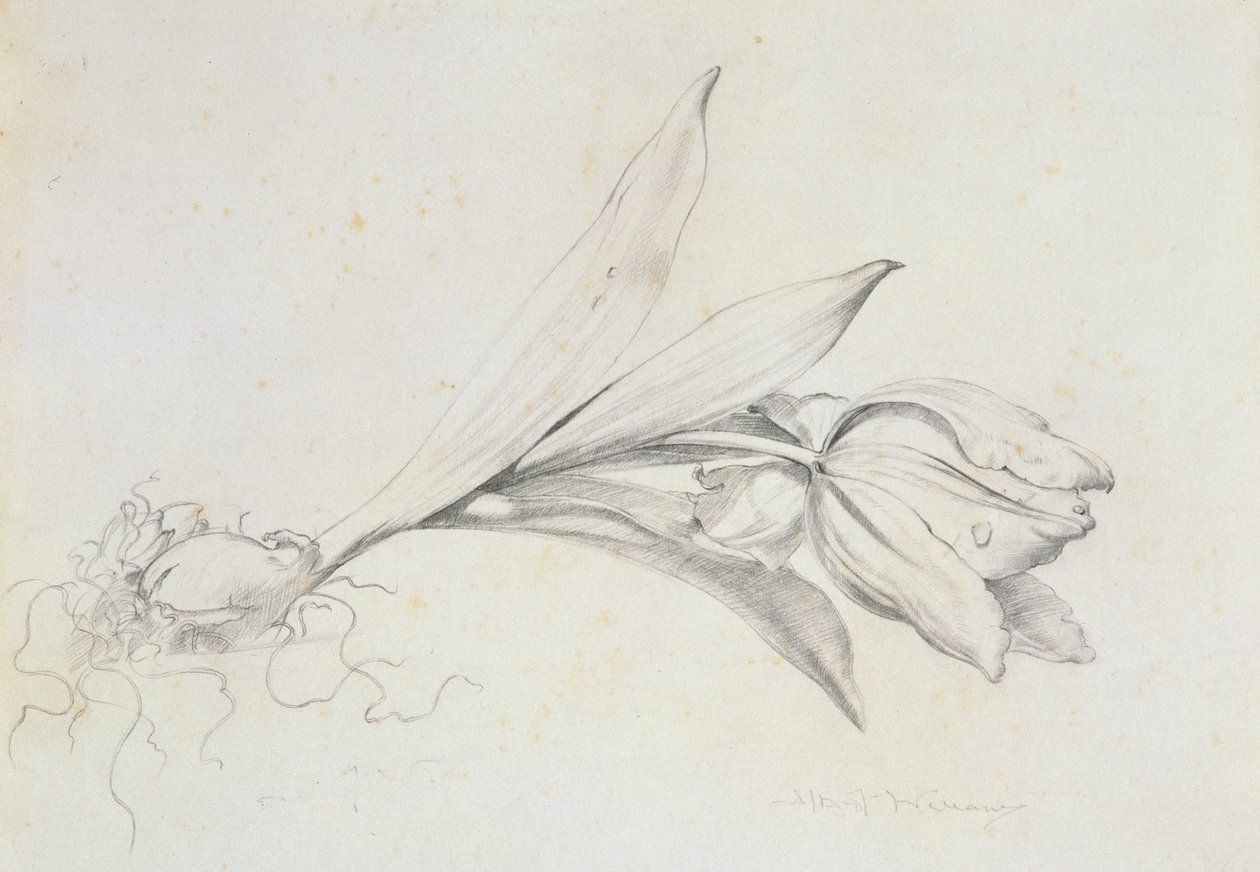 Tulipan af Albert Williams