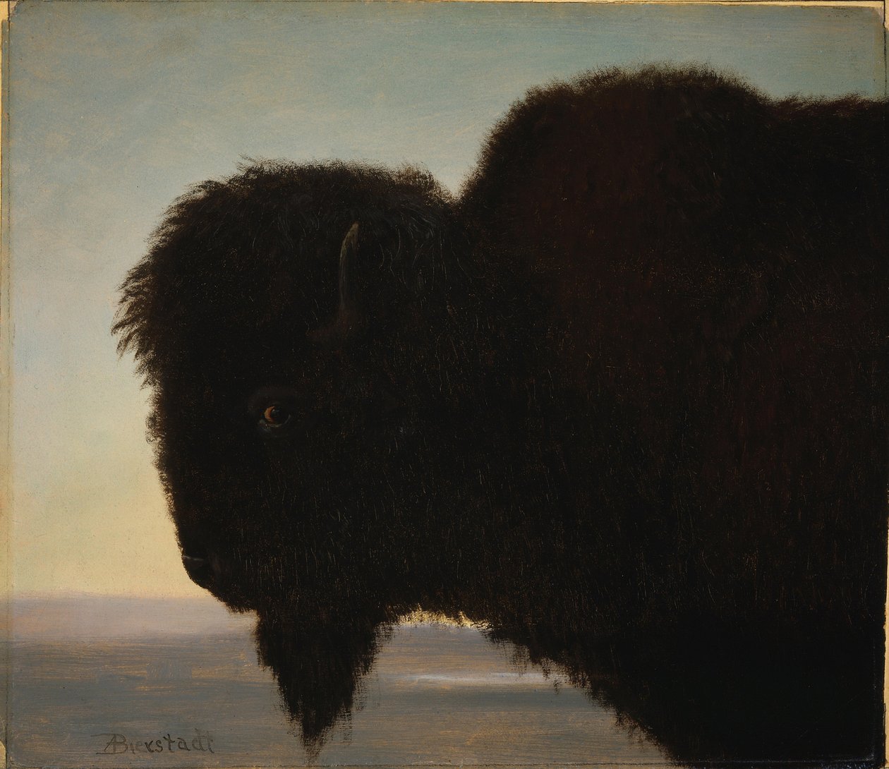 Bøffelhoved af Albert Bierstadt
