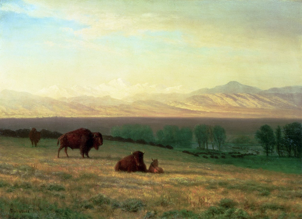 Buffalo on the Plains, ca. 1890 af Albert Bierstadt