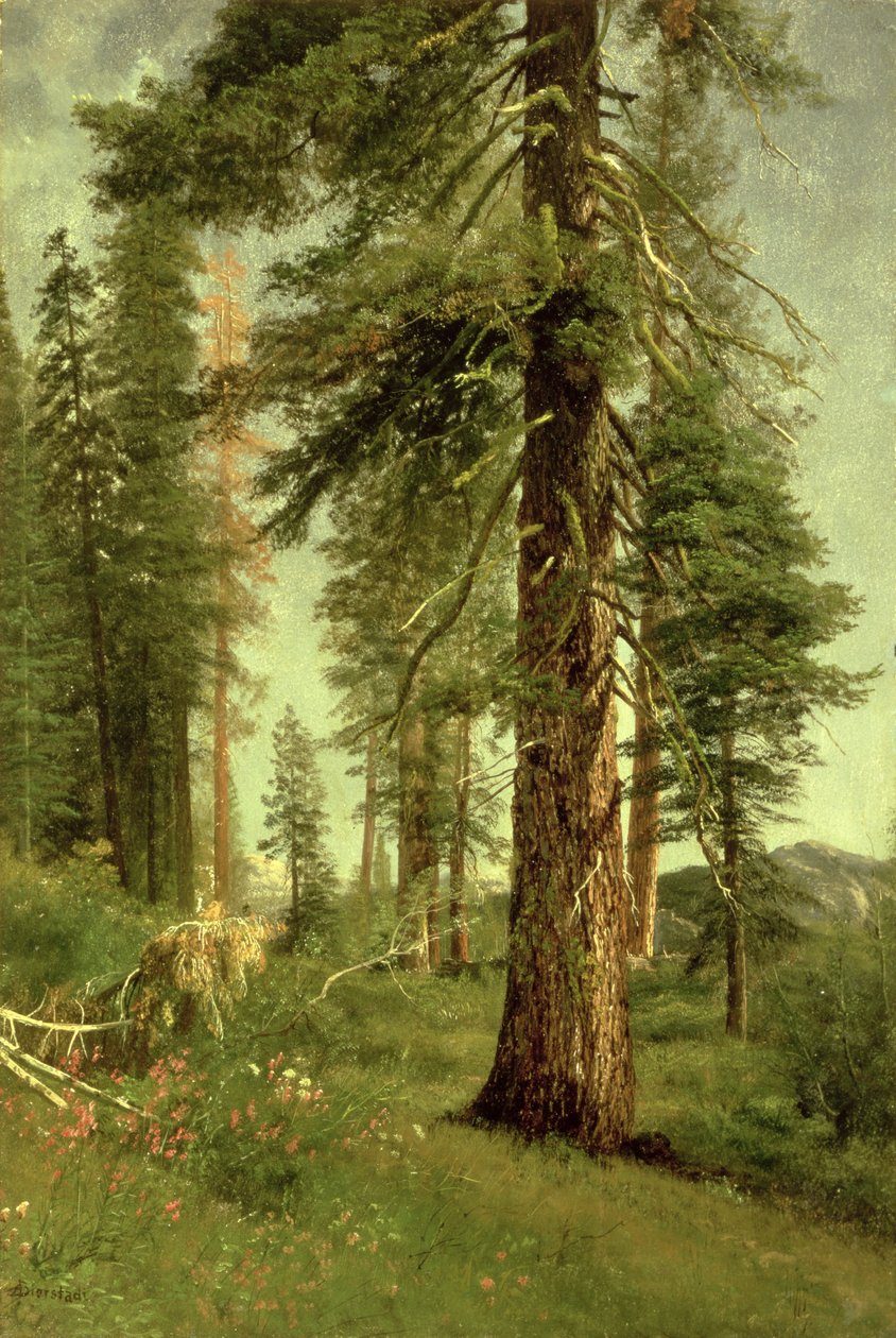 Californien Redwoods af Albert Bierstadt