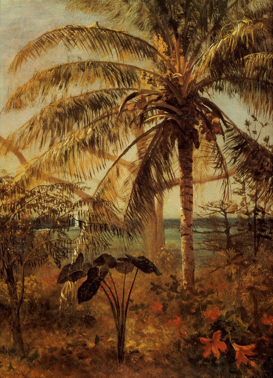 Palmetræ, Nassau, 1892 af Albert Bierstadt