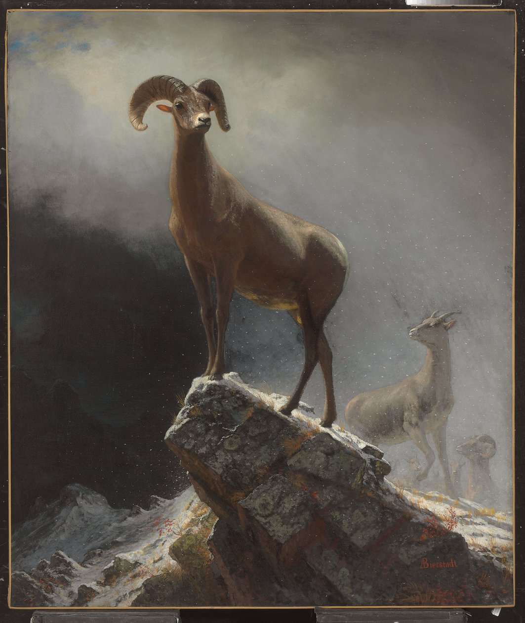 Rocky Mountain Sheep eller Big Horn, Ovis, Montana, ca. 1884 af Albert Bierstadt