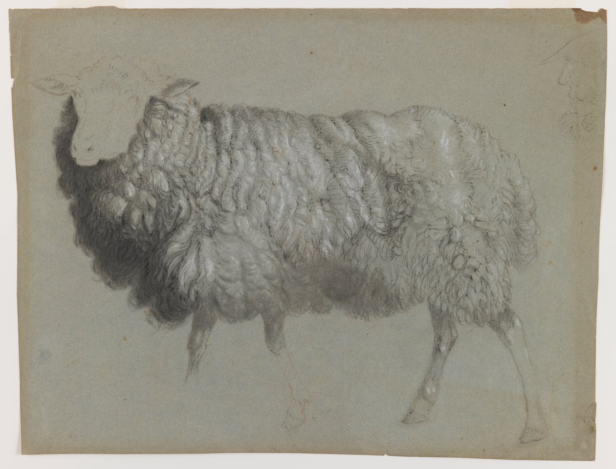 Study of an Ewe, ca. 1855 (grafit, farveblyant og kridt på grågrønt papir) af Albert Bierstadt