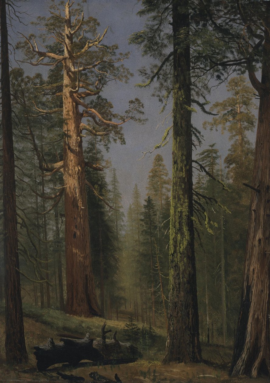 Den grizzlyagtige kæmpemekko, Mariposa Grove, Californien af Albert Bierstadt