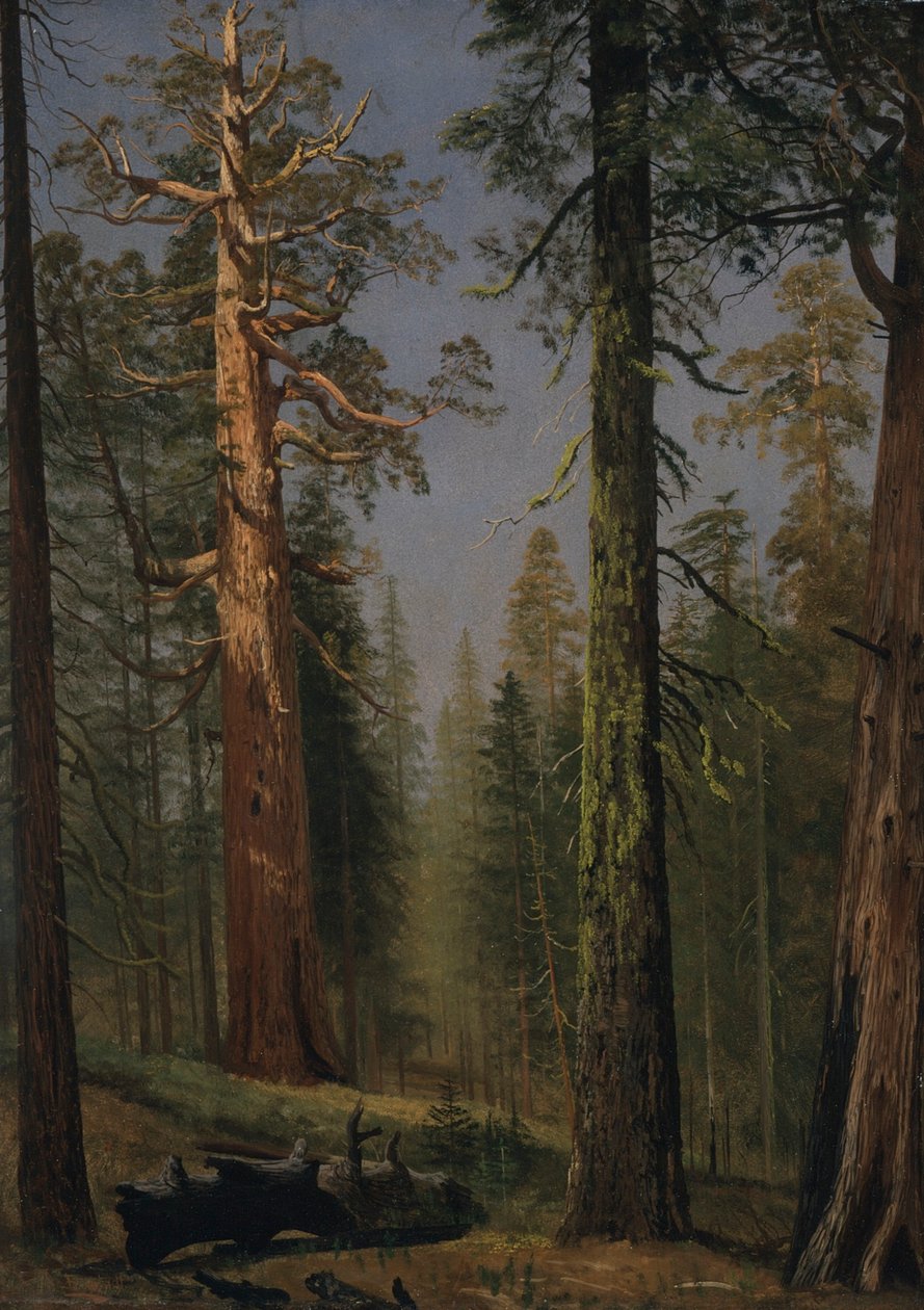 Den grizzlyagtige kæmpemekko, Mariposa Grove, Californien af Albert Bierstadt