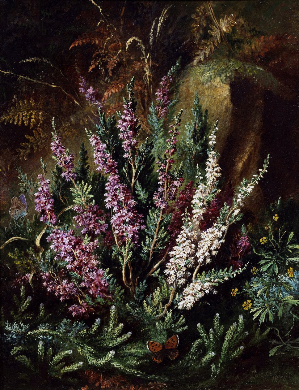  af Albert Durer Lucas
