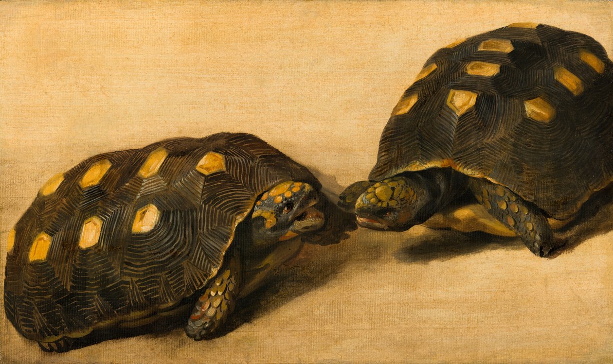 Undersøgelse af to brasilianske landskildpadder af Albert Eckhout