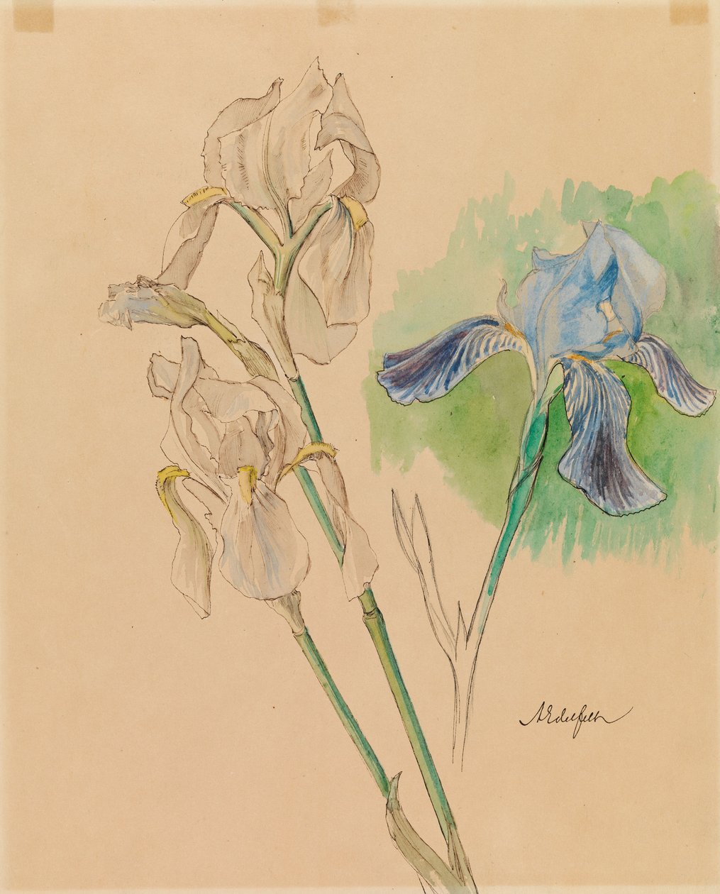 Iris af Albert Edelfelt