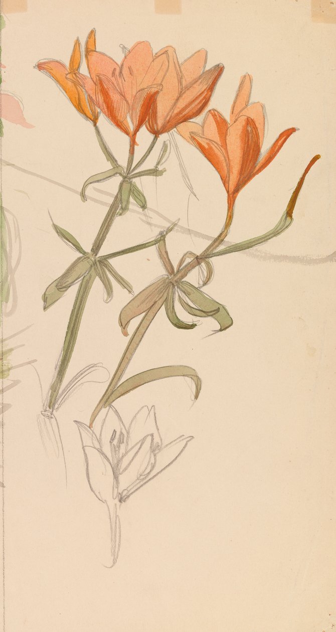 Orange Lilien af Albert Edelfelt