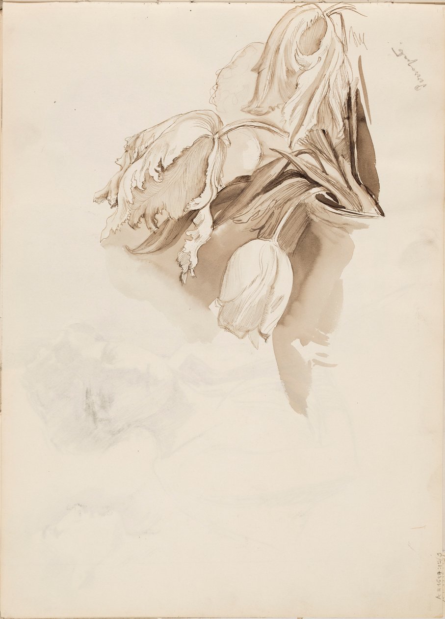 Tulipaner af Albert Edelfelt