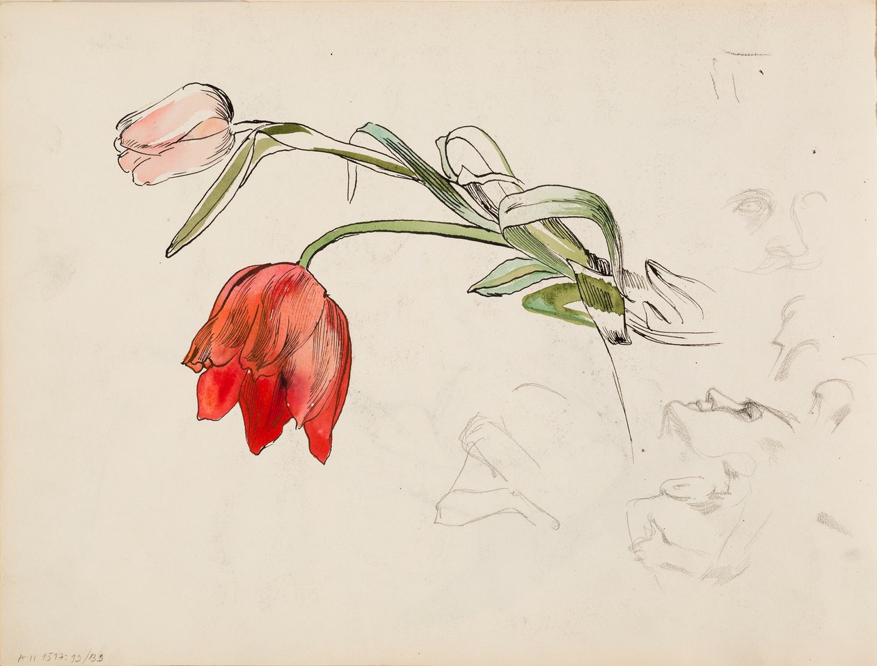 Tulipaner, ansigtsforskningspapirer af Albert Edelfelt