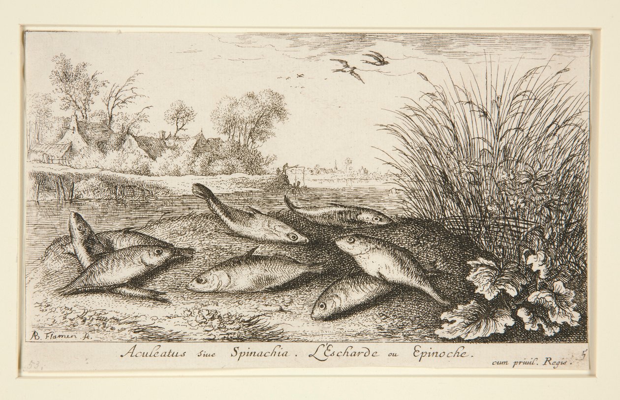 Aculeatus eller Spinachia. L af Albert Flamen