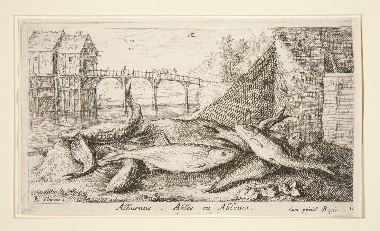 Alburnus. Kunne eller Kunne af Albert Flamen