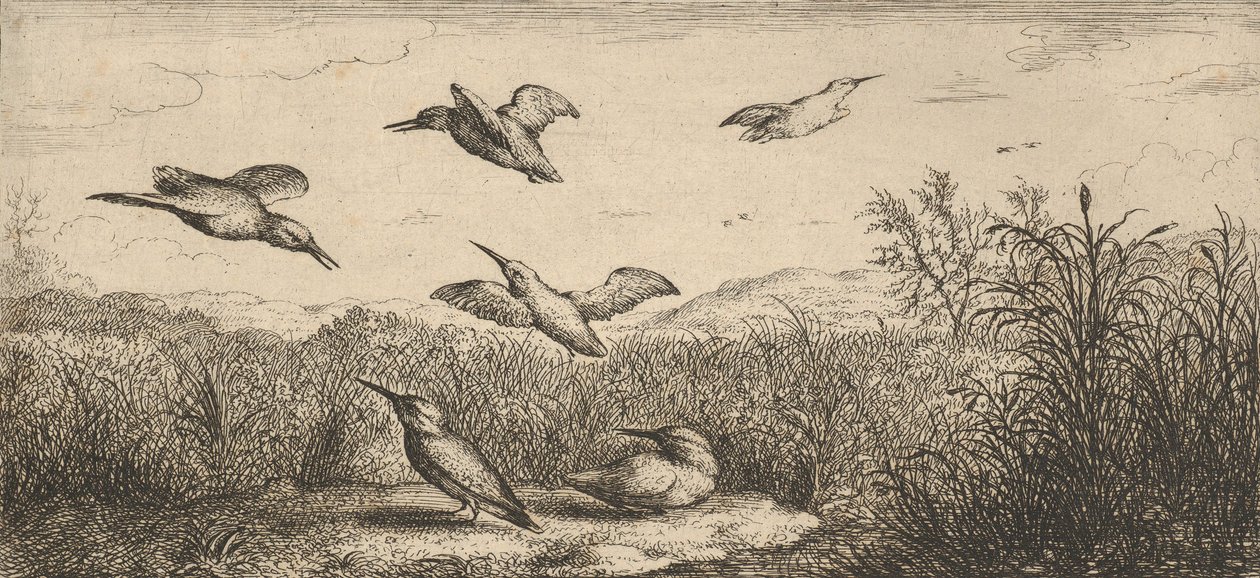 Alcedo, Martin-pescheur Isfuglen: Livre d
